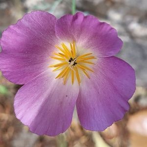 Meet your Posher, Amelia